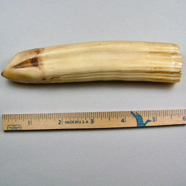 Hippo Ivory Peg Tusk 13 - Sold 2.19.25