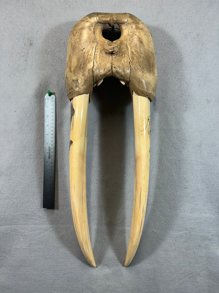 Vintage Walrus Skull/Mask with Tusks WM-11