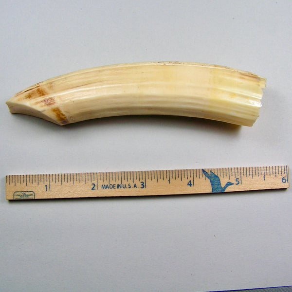 Hippo Ivory Peg Tusk 14 Sold 2/10/25