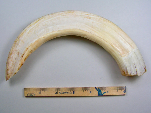 Hippo Tusk Lower Curved Canine Tusk Sold 7.2.25