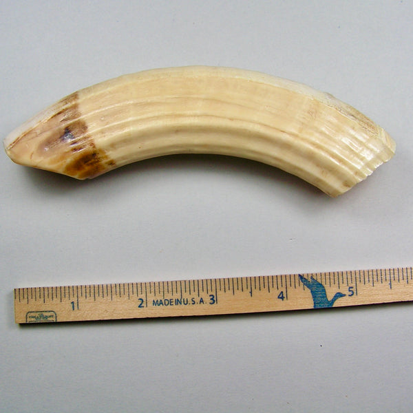 Hippo Ivory Peg Tusk 12 - Sold 2.3.25