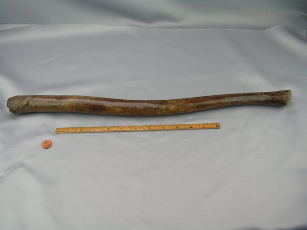 Excavated Walrus Oosik Penile Bone Specimen - Sold 3.25.24