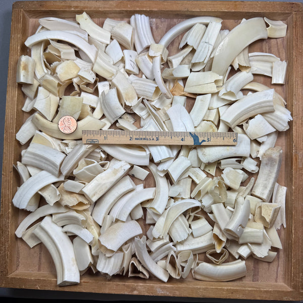 Wild Boar Tusk Scrap Bag