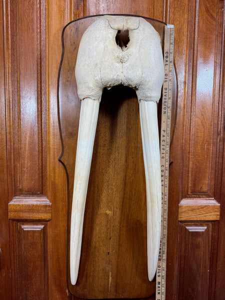 Vintage Walrus “Mask” Skull with Tusks WM-14