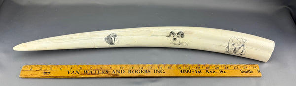Scrimshawed Vintage White Walrus Tusk 03