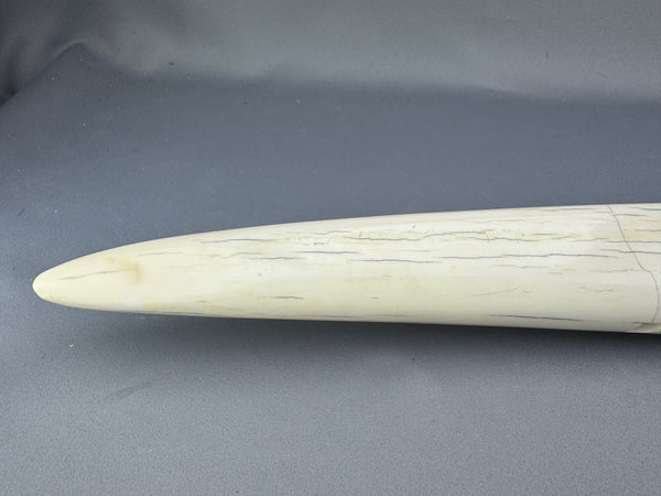 Scrimshawed Vintage White Walrus Tusk 03 | Boone Trading Company