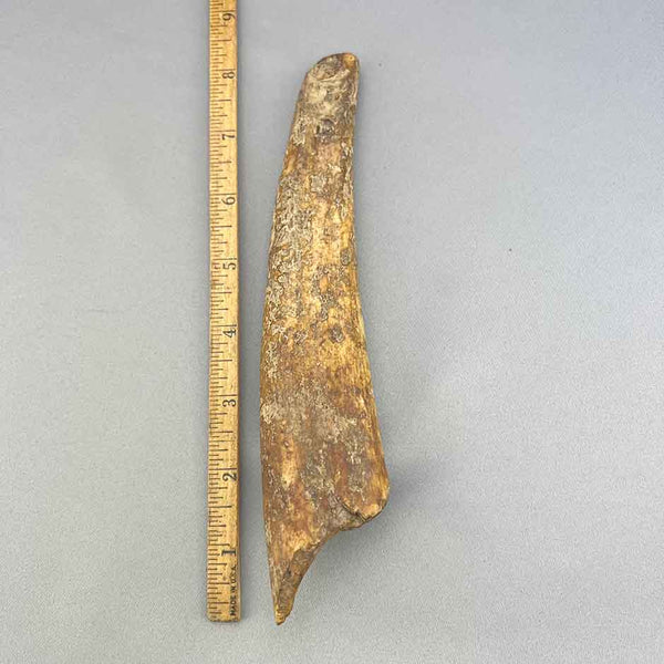 Fossil Walrus Adz Artifact Tusk Section 48