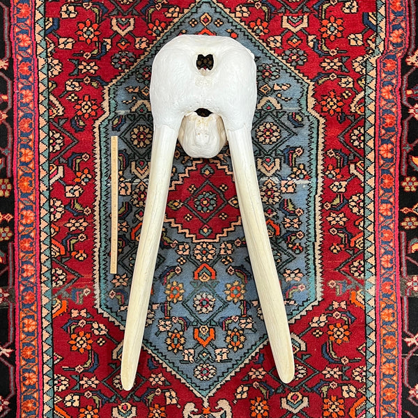 Huge Bull Walrus Skull