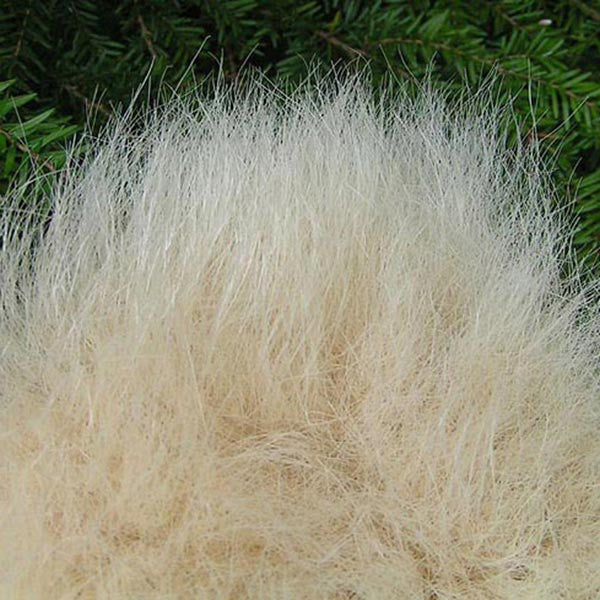 polar bear fur