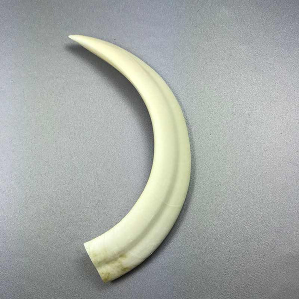 Wild Boar Tusks 8 Inch Plus