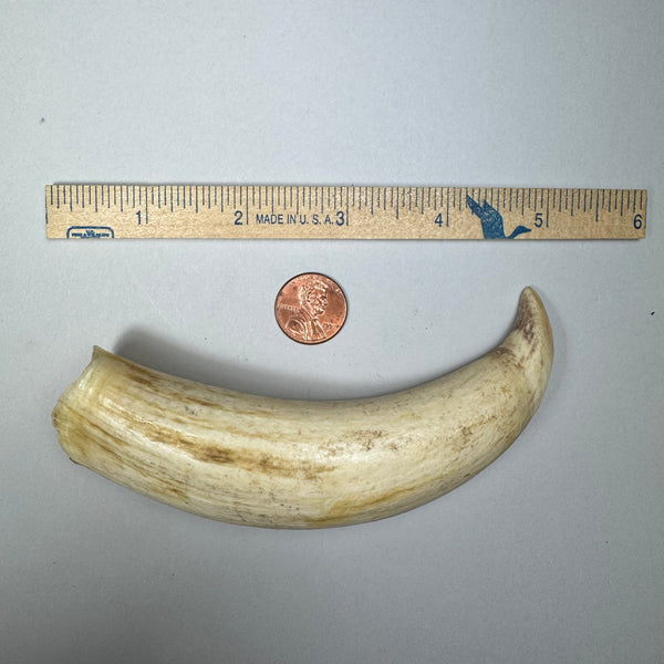 Pre 1972 Washington Legal Sperm Whale Tooth (2A)