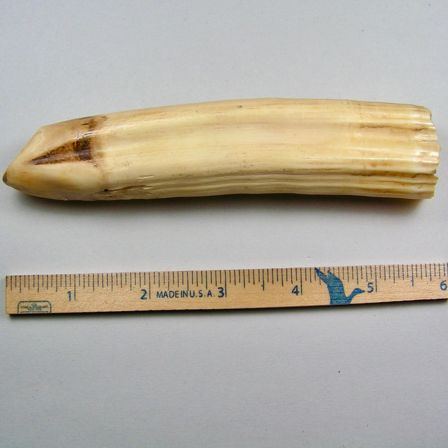 Hippo Ivory Peg Tusk 13 - Sold 2.19.25