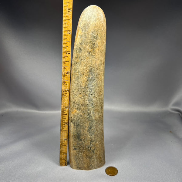 fossil walrus tusk tip