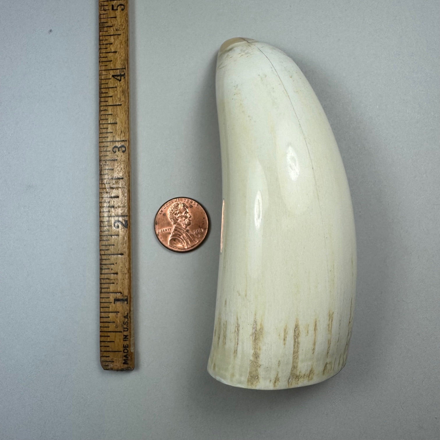 Pre 1972 Washington Legal Sperm Whale Tooth Tooth "1A"