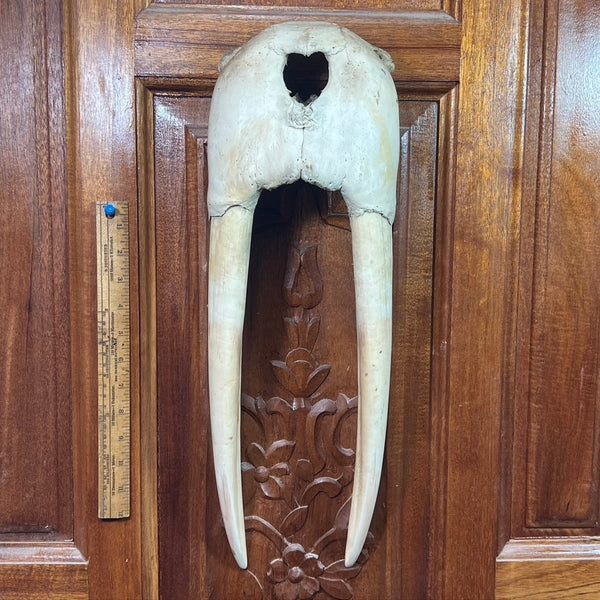 Pre 1972 Walrus skull plate with tusks