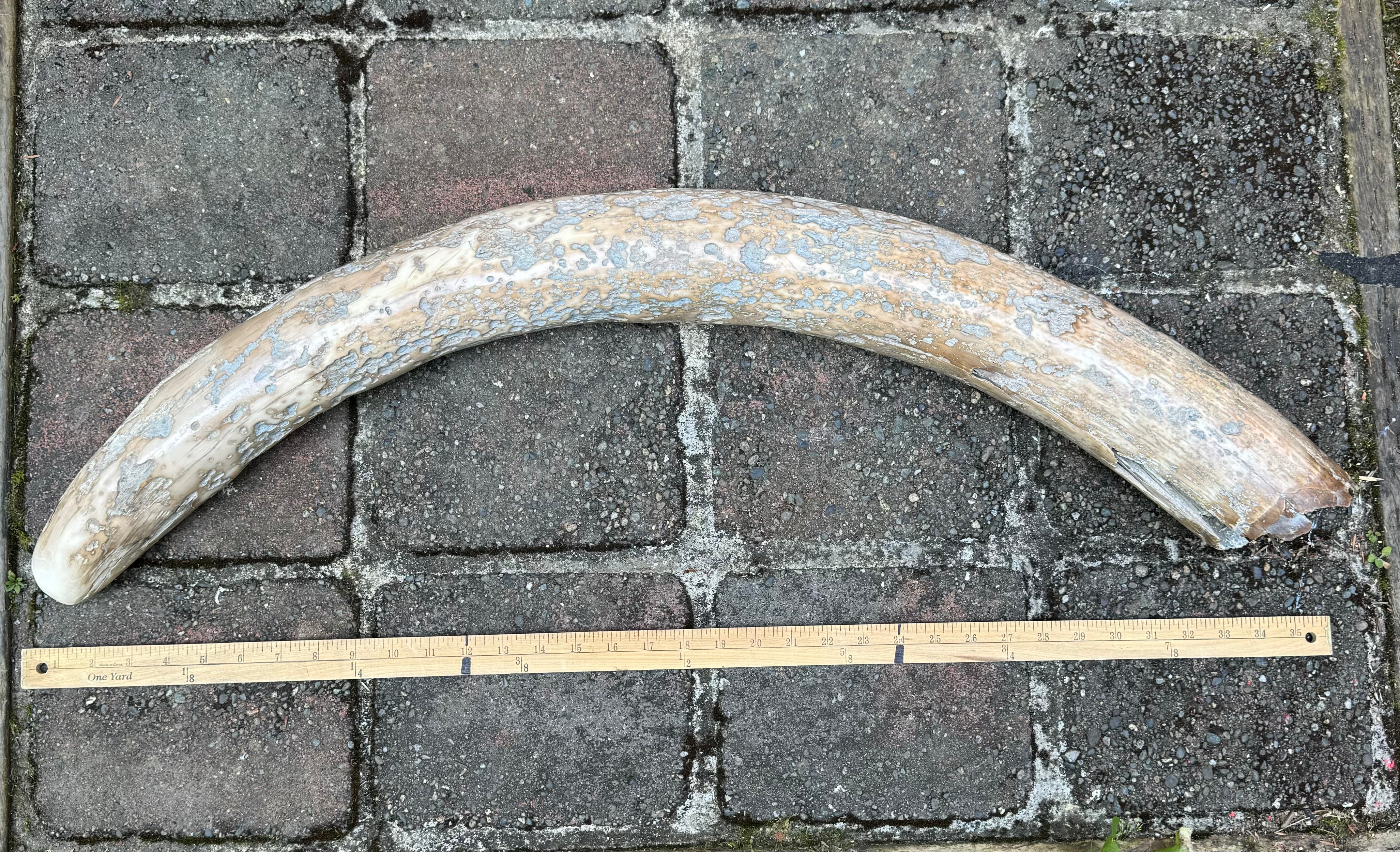 Woolly Mammoth Tusk