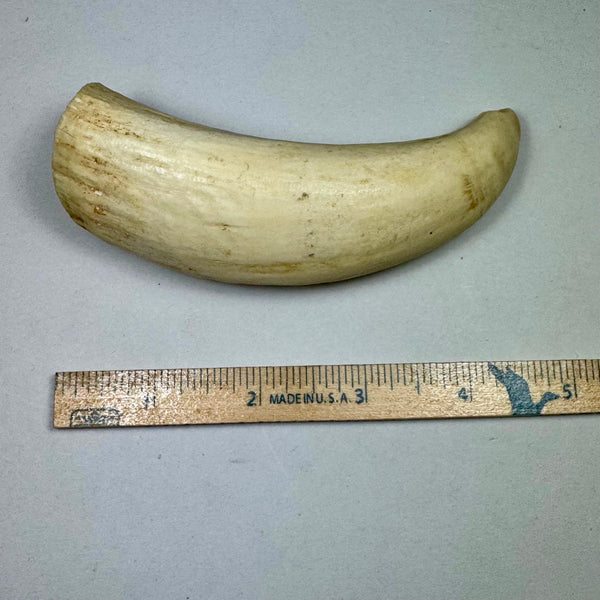 Pre 1972 Washington State Only Legal Sperm Whale Tooth - Sold 9.30.25