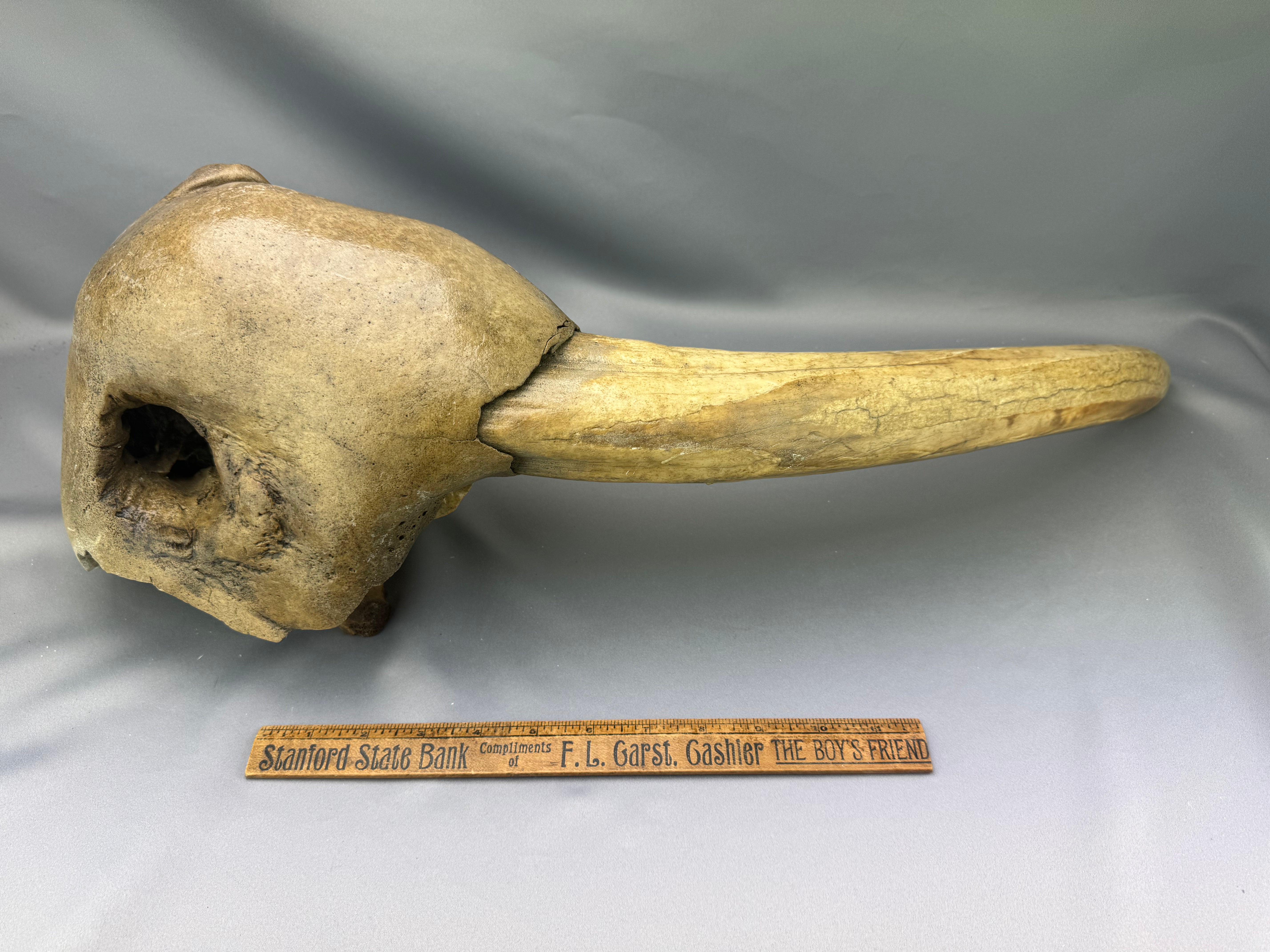 Fossil Walrus Half Mask 37
