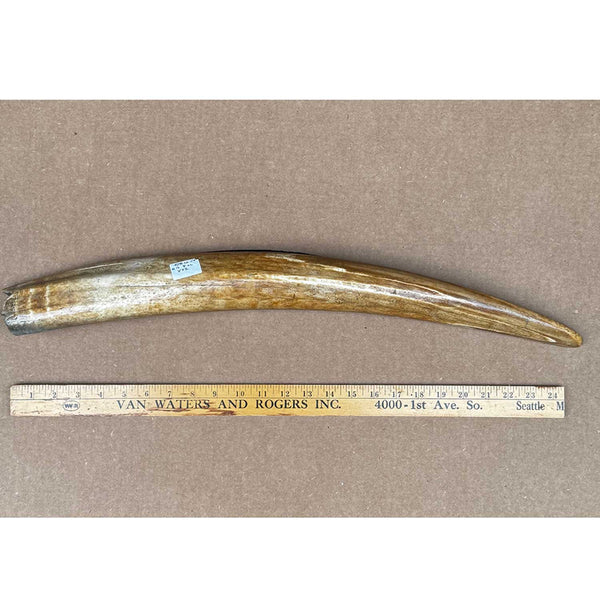 Fossil Walrus Tusk Specimen A1 NEW!