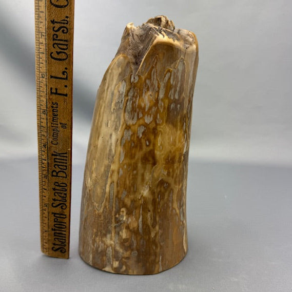 Mammoth Ivory Polished Tusk Section 20
