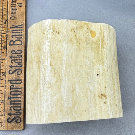 Pre 1972 Walrus Tusk Section  - 24