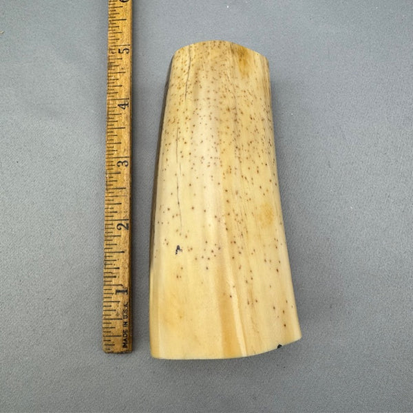 Fossil Walrus Tusk Section - 49