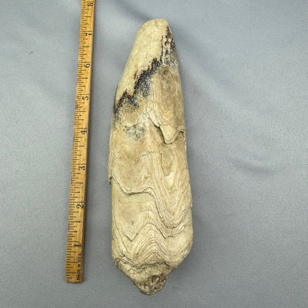 Fossil Walrus Beach Washed Ivory Pieces Lot 50 