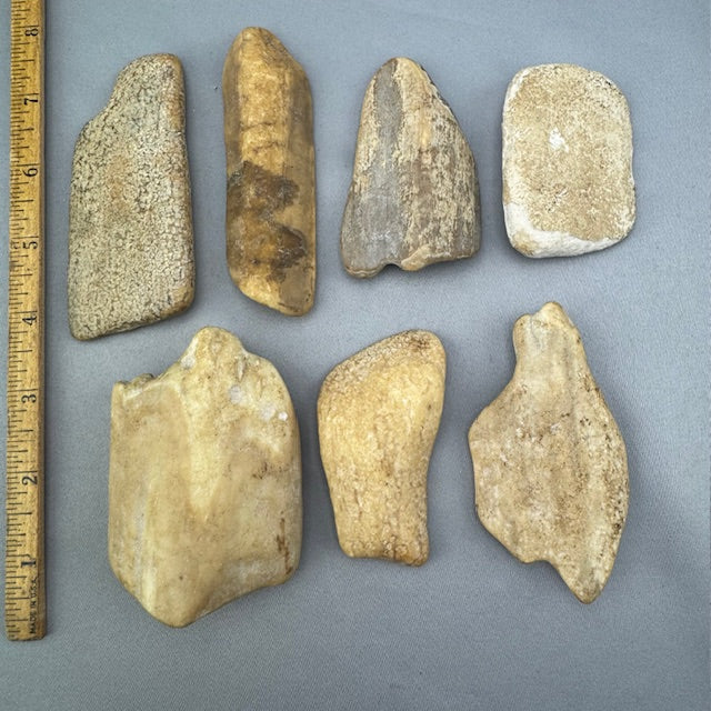 Beach Tumbled Fossil Walrus Ivory Pieces B7