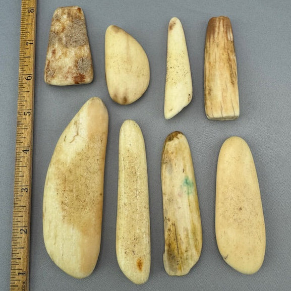 Fossil Walrus Beached Washed Ivory Lot 5