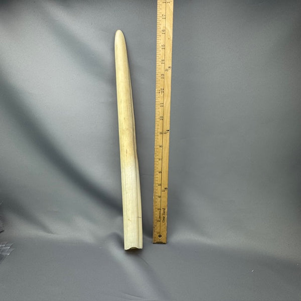 Pre 1972 White Walrus Tusk - 05