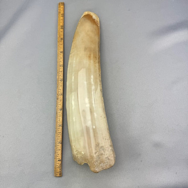Fossil Walrus Beached Washed Ivory Tusk (02)