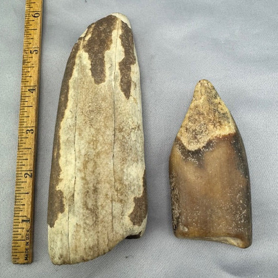 Fossil Walrus Beached Washed Ivory -Lot  12