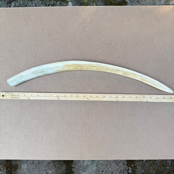 Pre 1972 White Walrus RARE Tusk - 03