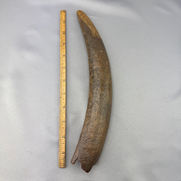 Fossil Walrus Beached Washed Young Adult Ivory Tusk (01)