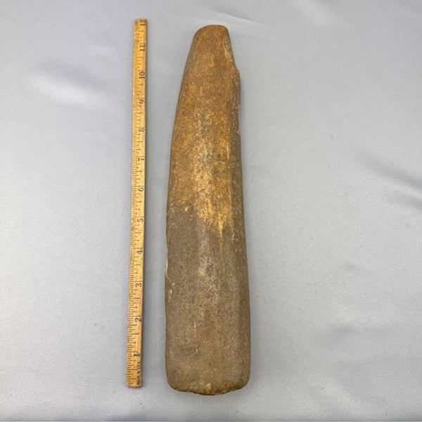 "Fossil" Beach Washed Walrus Tusk - 16