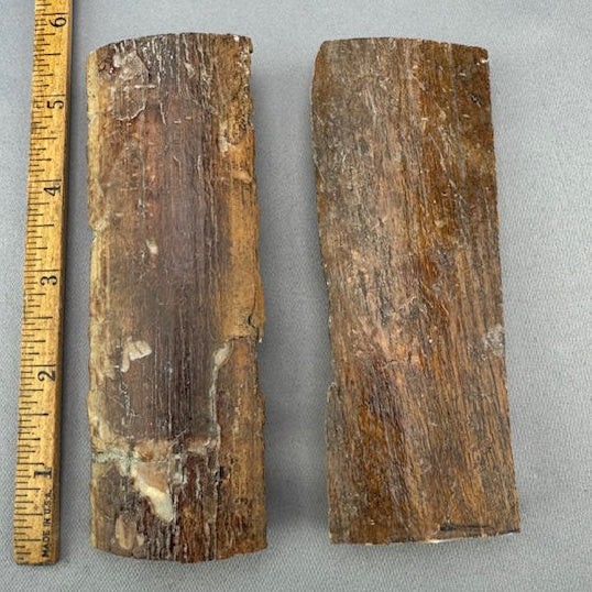 Mammoth Ivory Bark Lot- 36