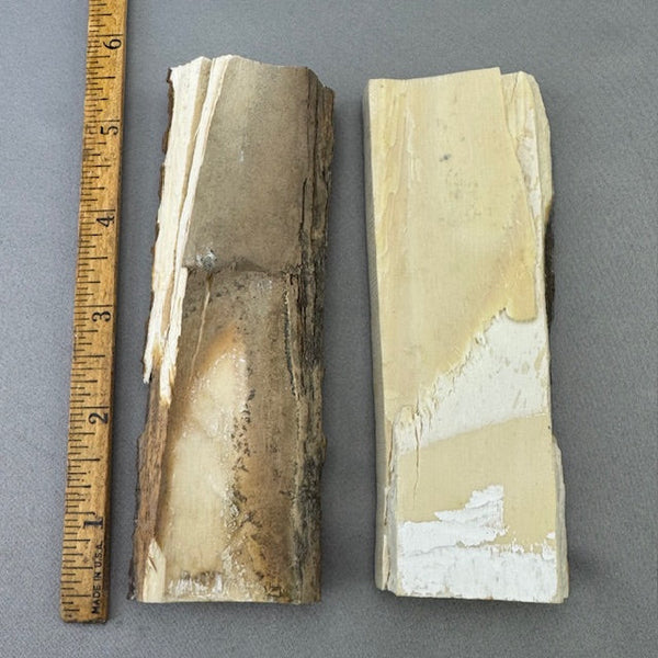 Mammoth Ivory Bark Lot- 36 | Boone Trading Company