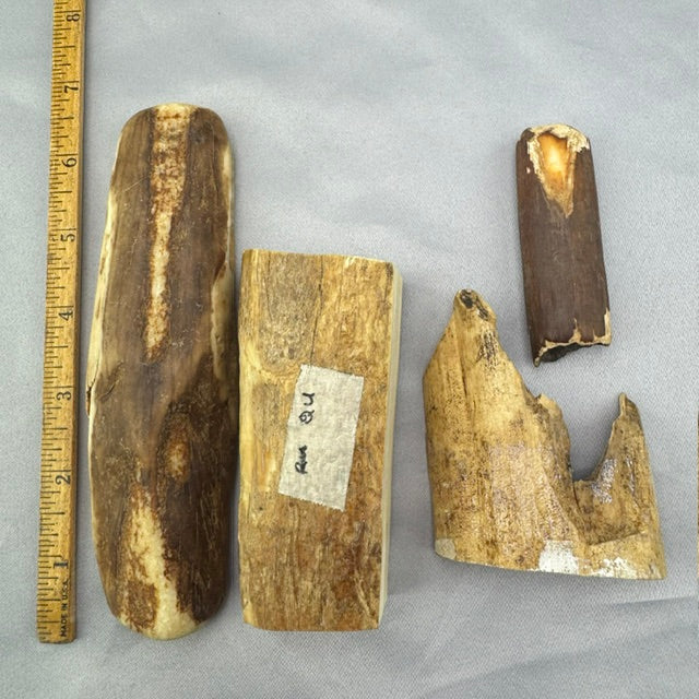 Beach Tumbled Fossil Walrus Ivory Pieces B4