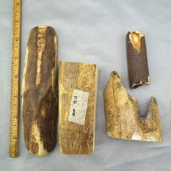 Beach Tumbled Fossil Walrus Ivory Pieces B4