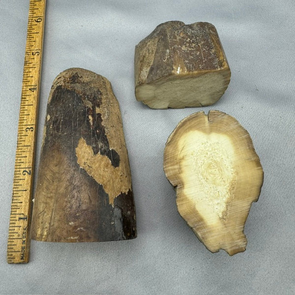Fossil Walrus Tusk Pieces - Lot 27