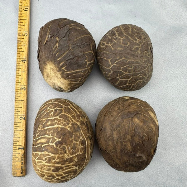 Tauga Nut Lot - C 