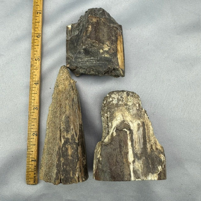 Fossil Walrus Artifact-Tusk Pieces 22