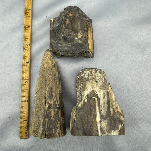 Fossil Walrus Artifact-Tusk Pieces 22