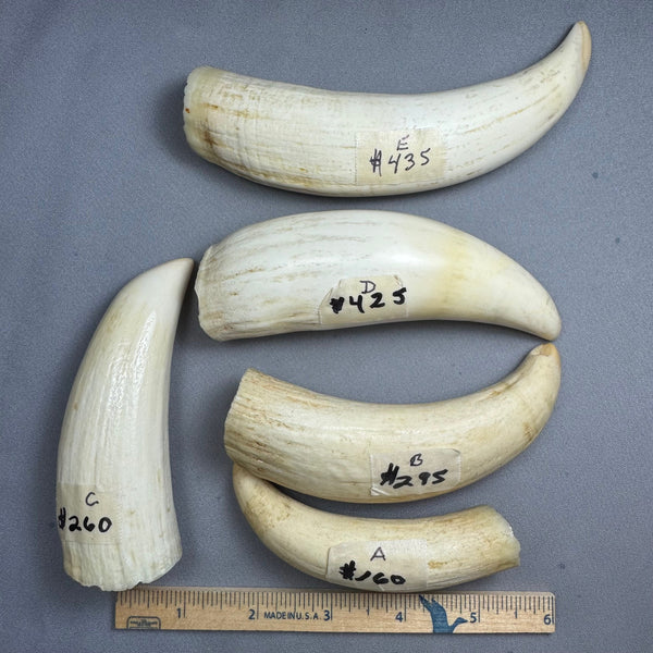 Sperm Whale Teeth (Pre-1972 Washington State Legal) September Selection