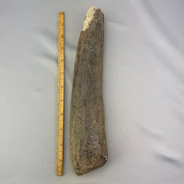 Fossil Walrus Tusk - 48