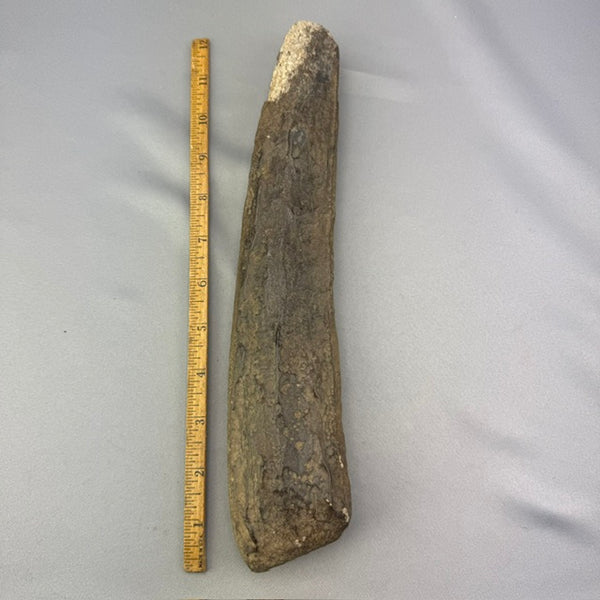 Fossil Walrus Tusk - 48