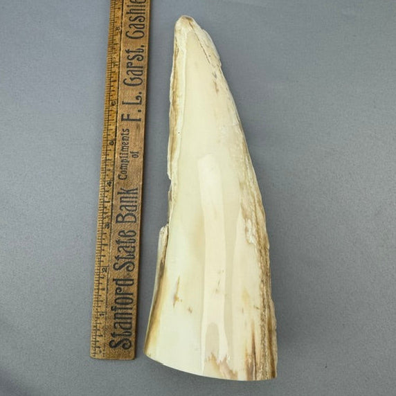 Mammoth Ivory Polished Tusk Section 20