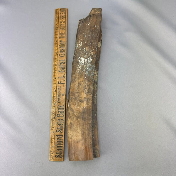 Fossil Walrus Artifact Sled Runner Section 70