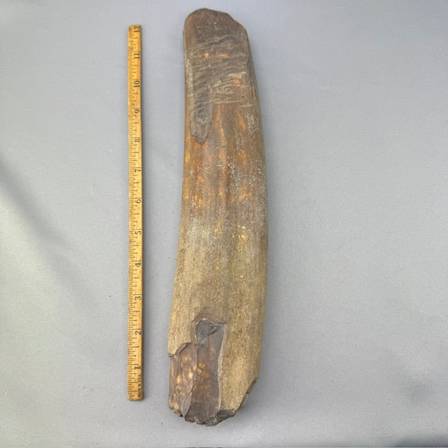 Fossil Walrus Ivory Artifact Adze 13