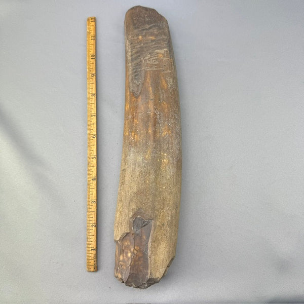 Fossil Walrus Ivory Artifact Adze 13